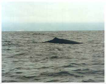 nz-sperm whale