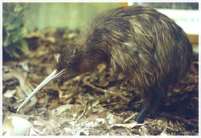nz-kiwi bird